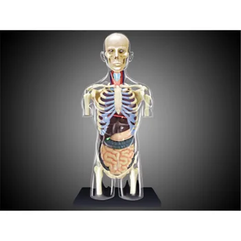 4D MASTER Človeškega trupa Anatomija Model Skelekon Medicinske Učno Pomoč Sestavljanje puzzle Igrača Laboratorij Izobraževanje razredu Oprema