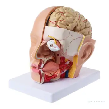 M17F Človeške Anatomije za Glavo Lobanje Cerebralne Arterije Anatomski Model Za Poučevanje 0