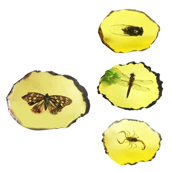 Amber Fosili Insektov Vzorcev Umetno Amber Insektov Odvzem Znanstvenega Izobraževanja