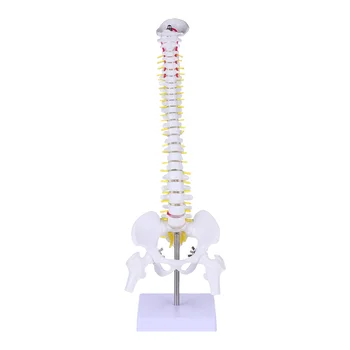 Model Hrbtenice Anatomija Človeške Hrbtenice Anatomski Modeli Usposabljanja Ledvenih Vretenc Praksi Telo Chiropractic Predstavitev