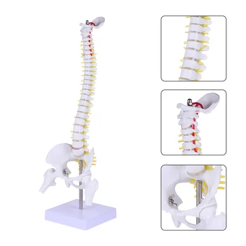 1Pc 45 cm Človeške Hrbtenice Model Človeške Kosti Tailbone Medenico in Hrbtenico Anatomija Model Za Medicinsko Usposabljanje Hrbtenice Model Za Študente Študija