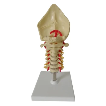 2024 Nove Človeške Hrbtenice Model Ledvenih Model In Človekove Vratnih Vretenc Model Življenje Velikost Človekovih Ledvenih Vretenc Vretenc Živčne